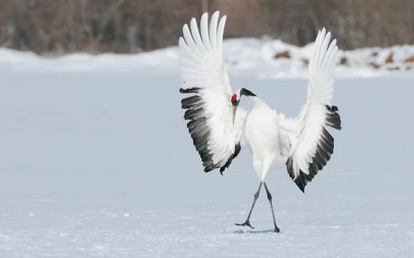 Playful red-crowned crane (Japanese crane) dancing on snow, wings spread wide — funny bird image and animal portrait, vivid HD PC desktop wallpaper/background.