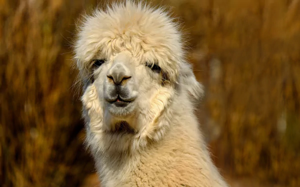  Woolly Alpaca by Couleur