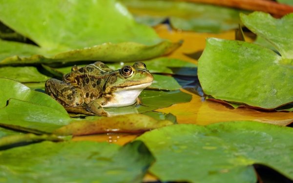 Animal Frog Frogs Lily Pad Amphibian HD Wallpaper | Background Image