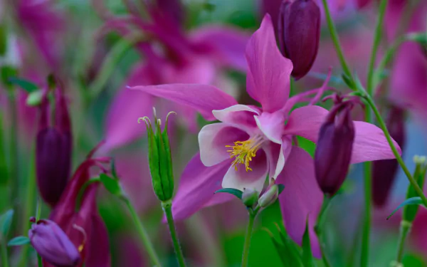 purple flower flower nature columbine HD Desktop Wallpaper | Background Image