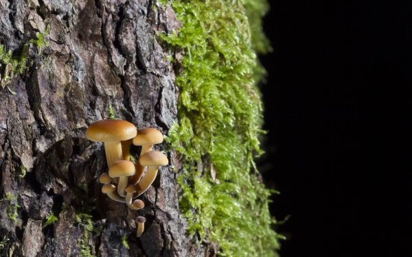 Earth Mushroom Nature Moss HD Wallpaper | Background Image