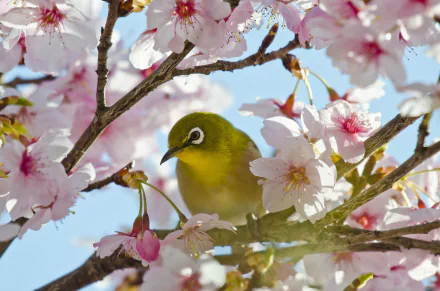 A Japanese white-eye bird perched among pink sakura flowers on branches, captured in an HD passerine-themed desktop wallpaper.