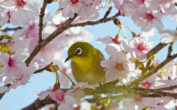 passerine sakura bird flower Animal Japanese white-eye HD Desktop Wallpaper | Background Image