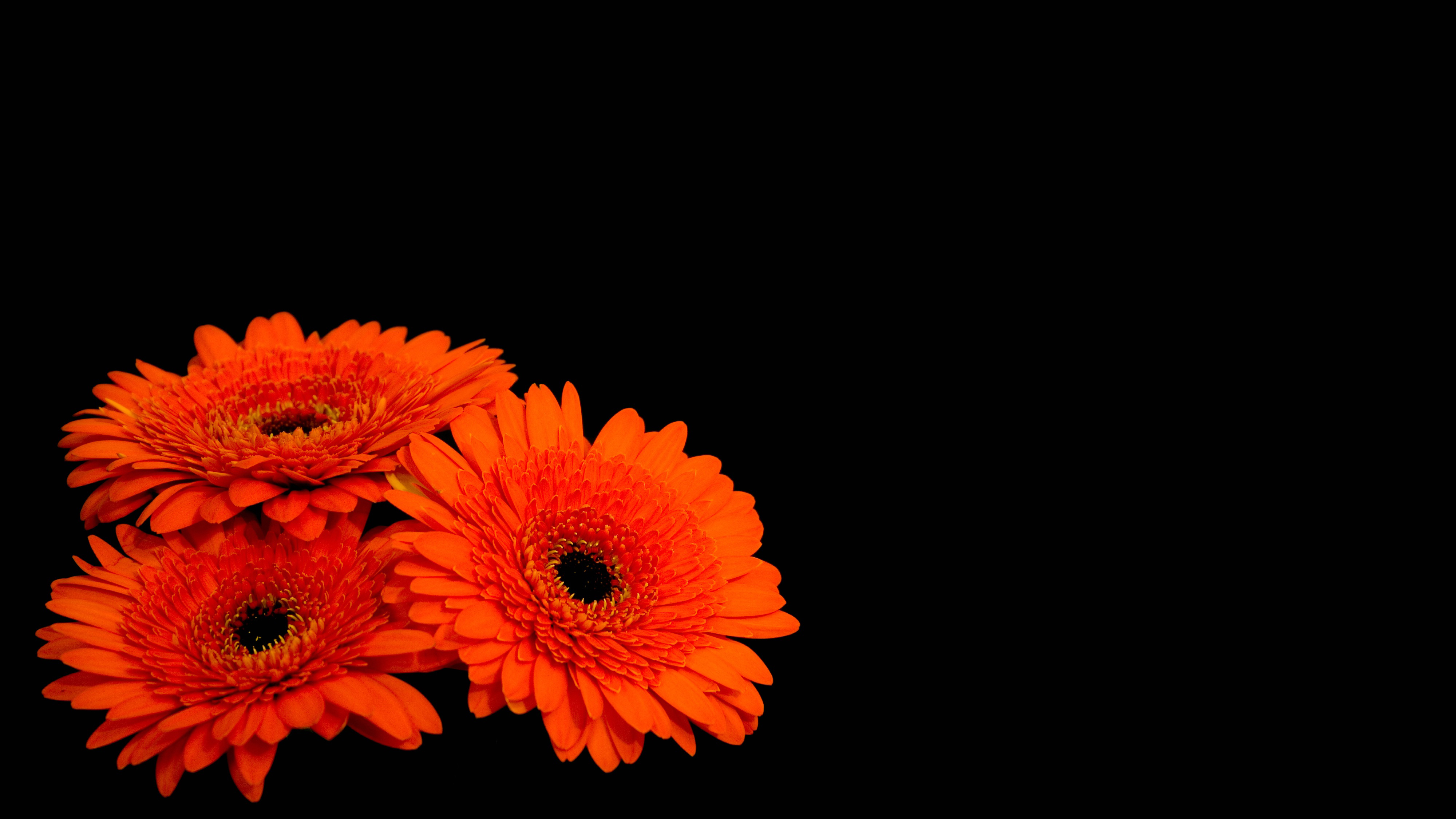 Download Orange Flower Black Flower Nature Gerbera 4k Ultra HD Wallpaper