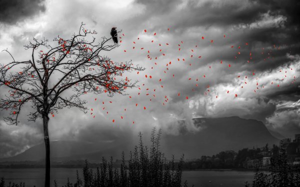 Photography Manipulation Selective Color Crow Tree Cloud Lake Petal HD Wallpaper | Background Image