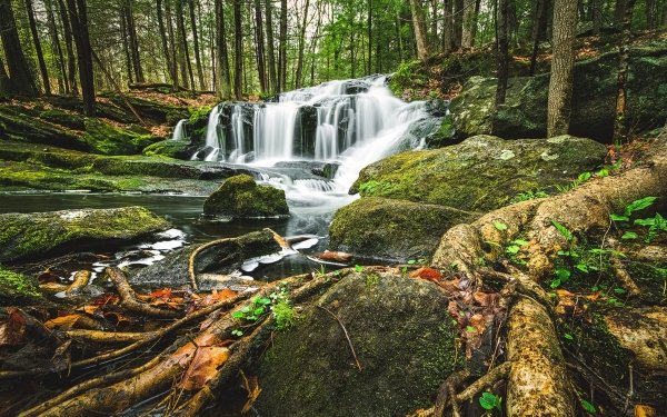 Nature Waterfall Waterfalls Forest Stream HD Wallpaper | Background Image
