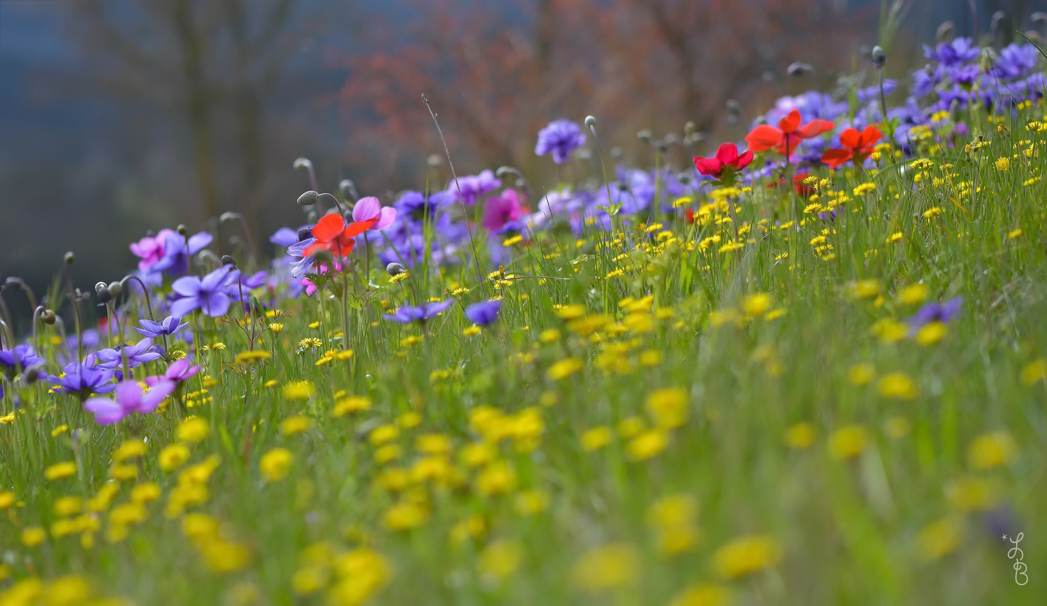 Nature Meadow HD Wallpaper | Background Image