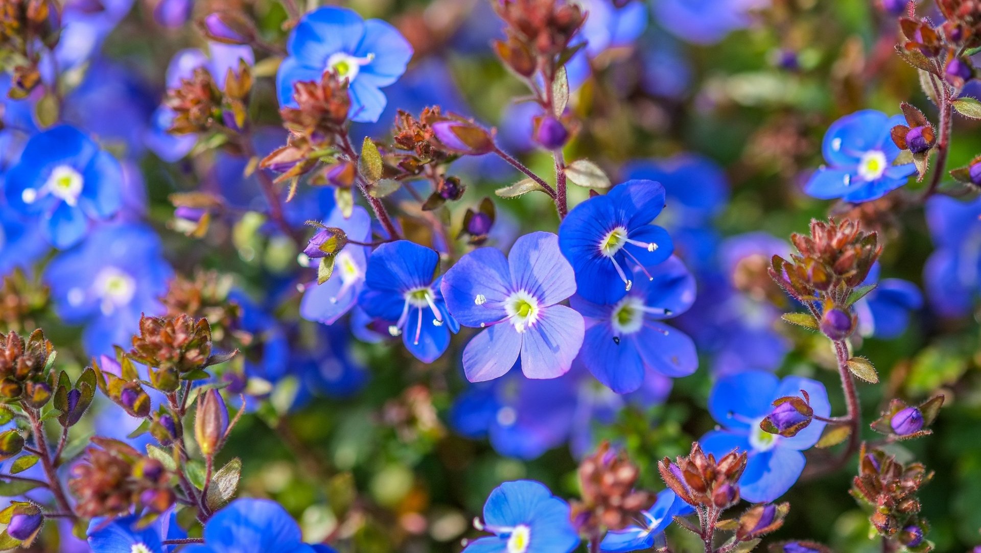 Download Blue Flower Nature Flower HD Wallpaper