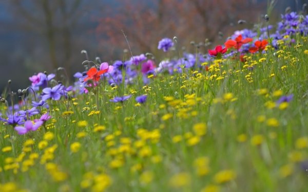 Earth Meadow Flower Nature Yellow Flower Blur Red Flower Purple Flower HD Wallpaper | Background Image