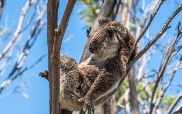 A 4K Ultra HD desktop wallpaper featuring a koala marsupial perched on a tree branch against a clear blue sky.
