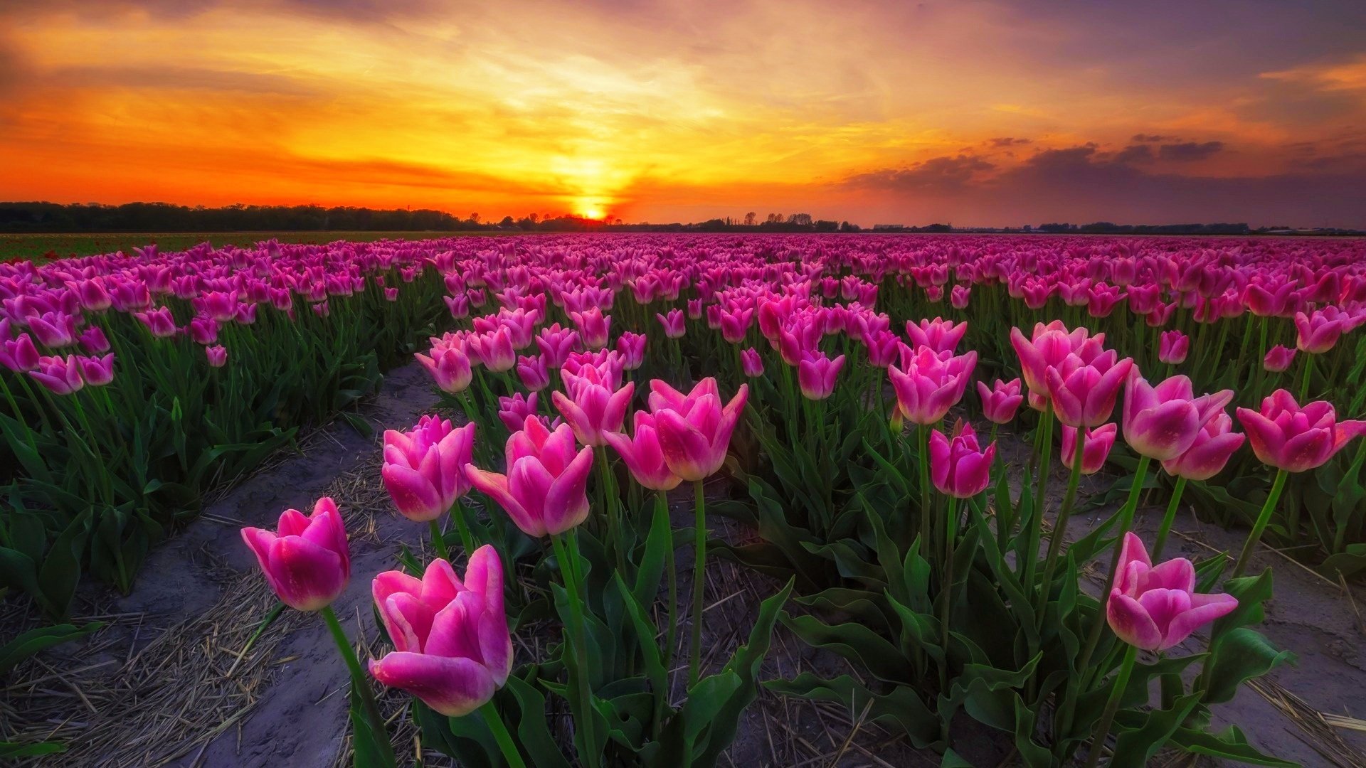 Tulip Field At Sunset