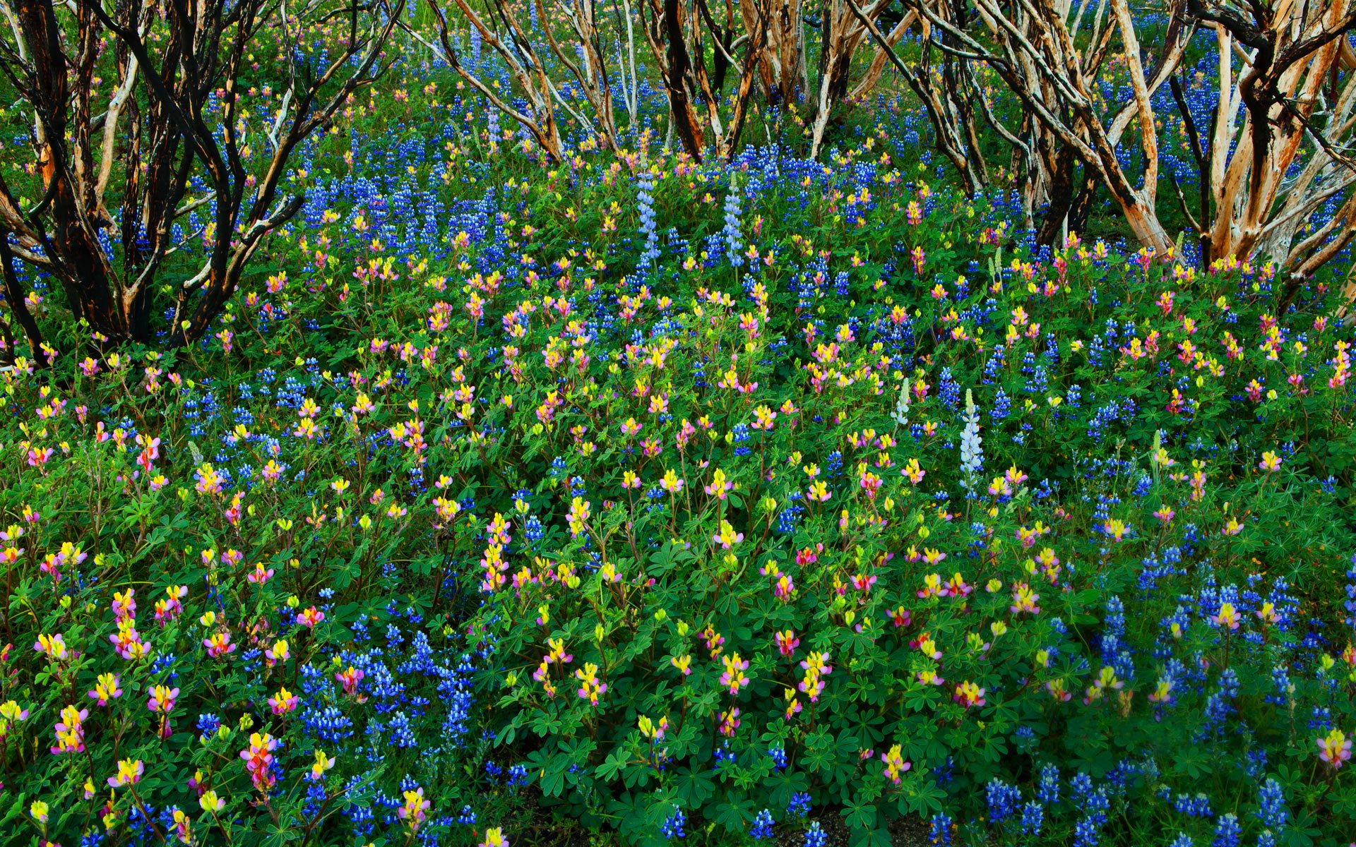 Spring blues. Поляна незабудок. Незабудки в лесу. Незабудка Лесная Полянка. Незабудки цветы в лесу.