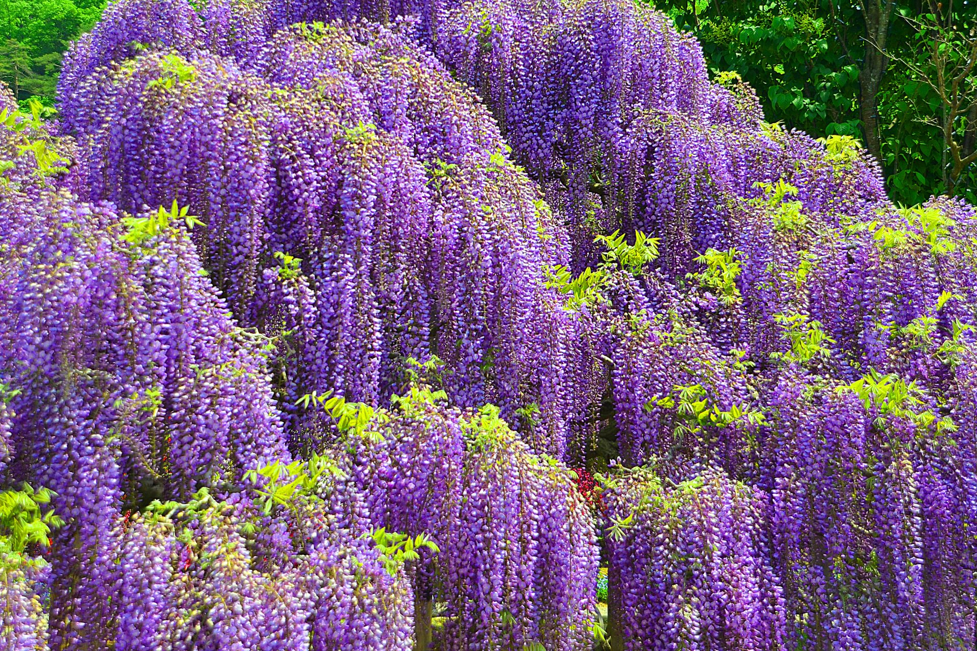 Nature Wisteria HD Wallpaper