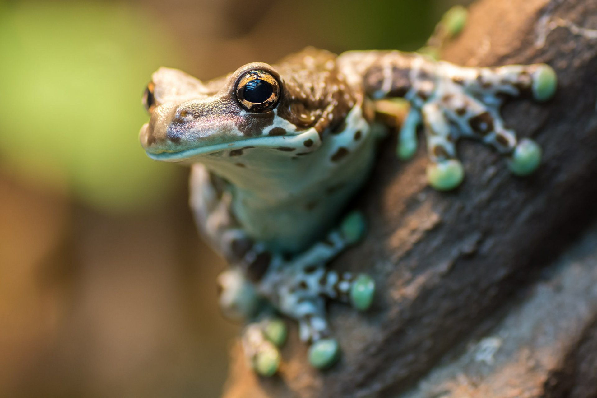 Close-up HD desktop wallpaper of a vibrant frog perched on a textured surface, showcasing detailed amphibian features with sharp focus on its eye.