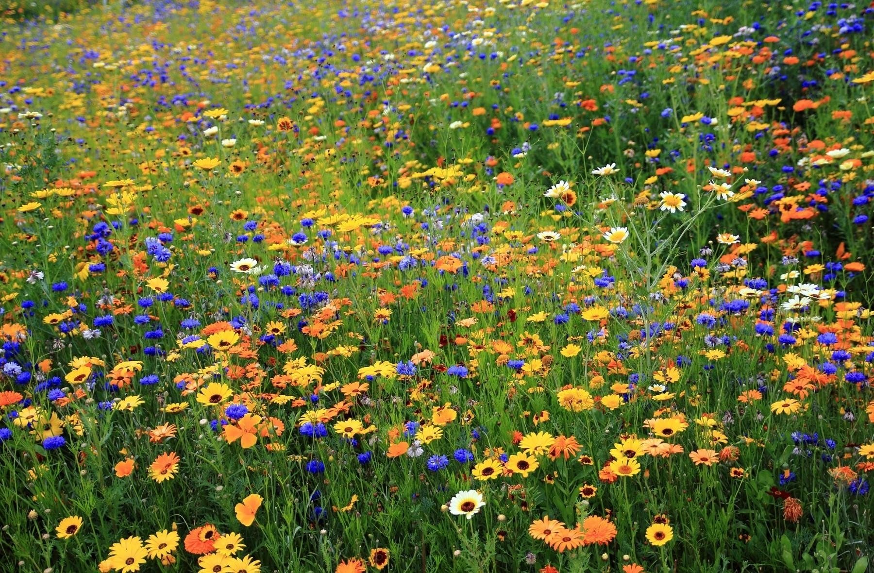 HD desktop wallpaper showcasing a vibrant spring meadow filled with colorful blue cornflowers, yellow daisies, and lush green grass in full bloom.