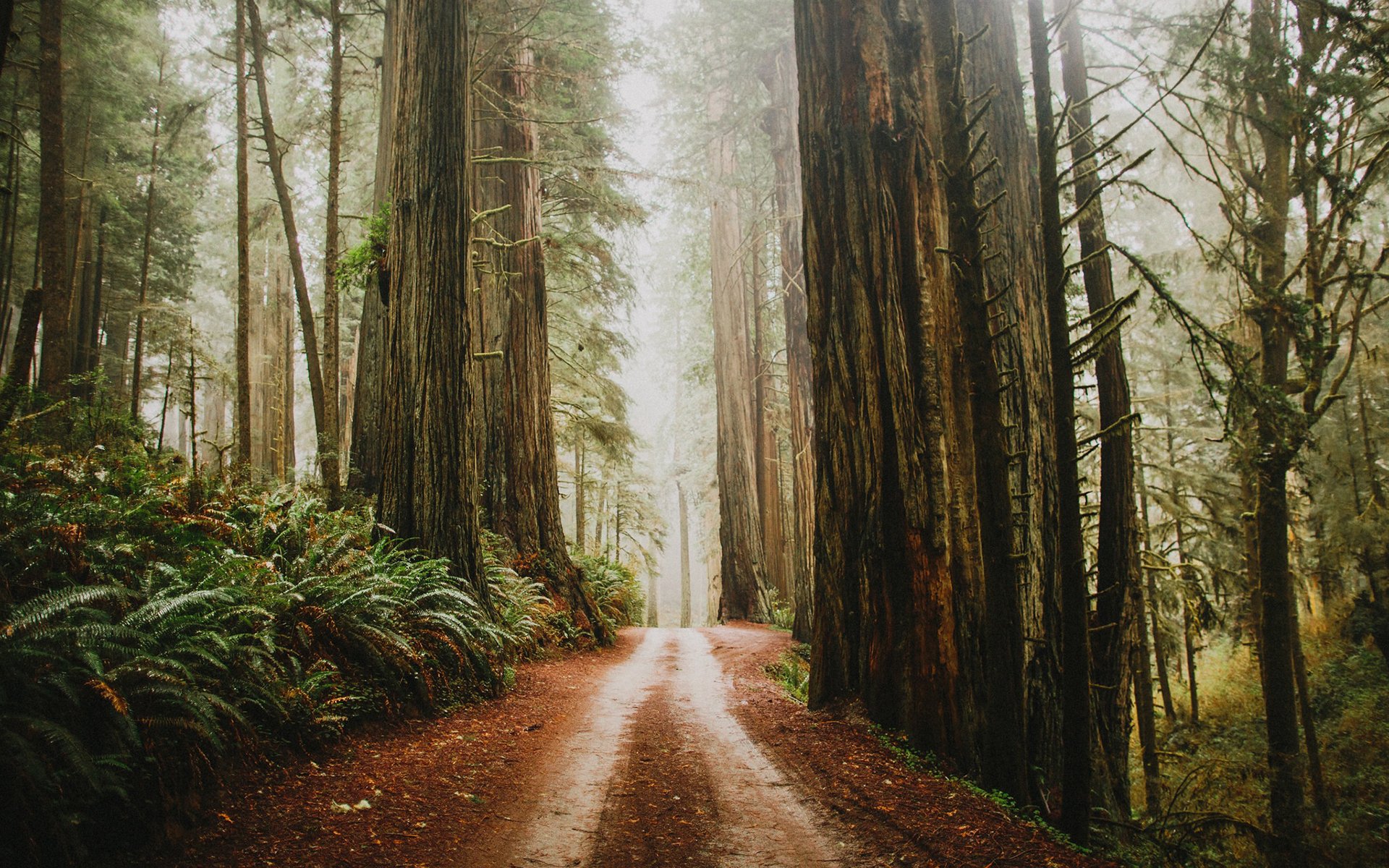 Download Fog Redwood Forest Dirt Road Nature Path HD Wallpaper