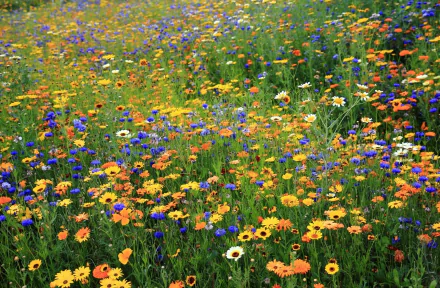 HD desktop wallpaper showcasing a vibrant spring meadow filled with colorful blue cornflowers, yellow daisies, and lush green grass in full bloom.