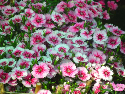 Vibrant pink and white dianthus flowers in full bloom, showcasing nature's beauty in this HD PC desktop wallpaper and background.