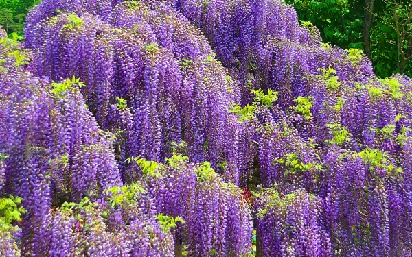 HD desktop wallpaper featuring vibrant purple wisteria flowers cascading in full bloom against a lush green natural background.