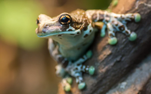 Close-up HD desktop wallpaper of a vibrant frog perched on a textured surface, showcasing detailed amphibian features with sharp focus on its eye.