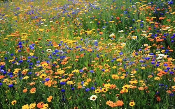 HD desktop wallpaper showcasing a vibrant spring meadow filled with colorful blue cornflowers, yellow daisies, and lush green grass in full bloom.