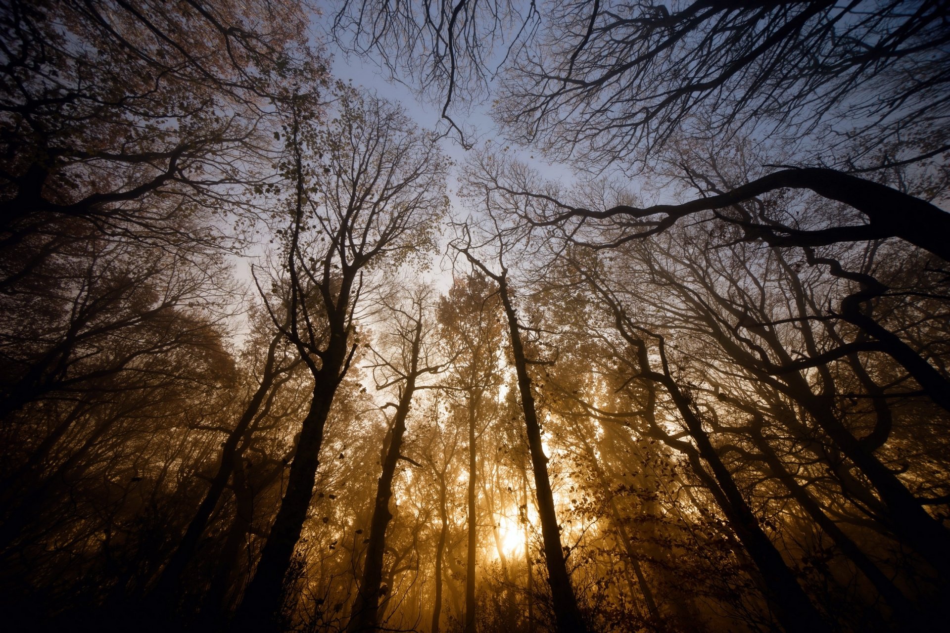 Download Treetops Tree Nature Forest HD Wallpaper