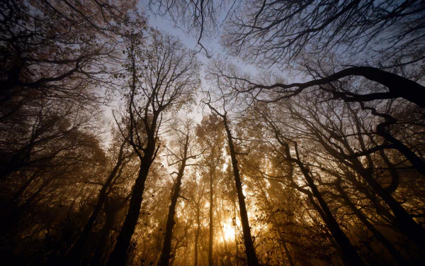 treetops tree nature forest HD Desktop Wallpaper | Background Image