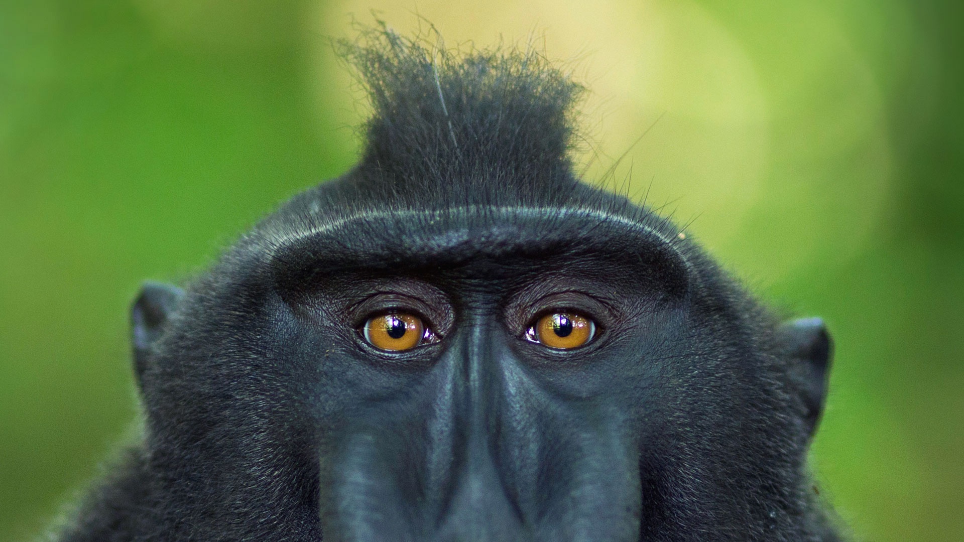 Animal Crested black macaque HD Wallpaper | Background Image