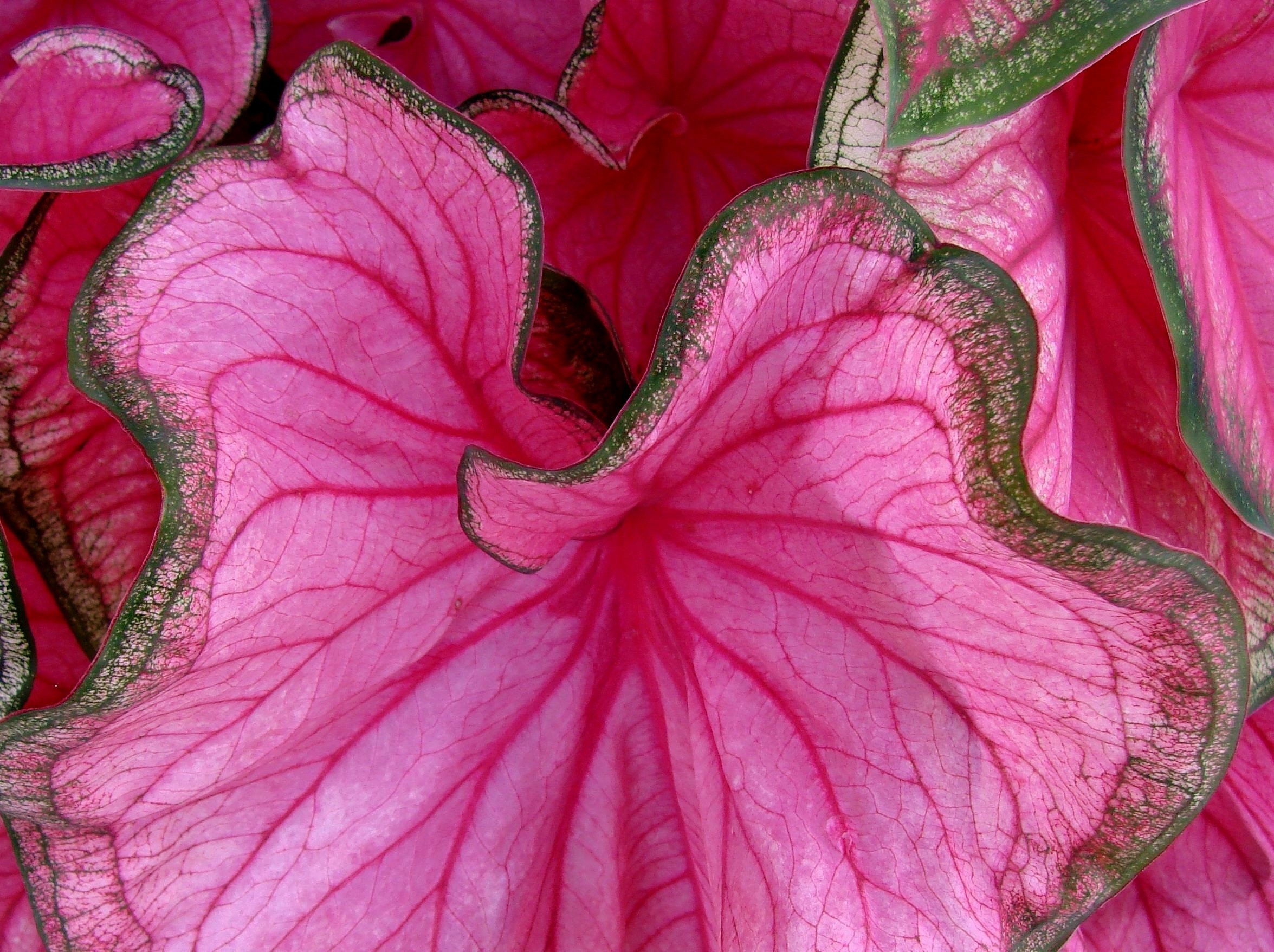 Pink Caladium Leaves