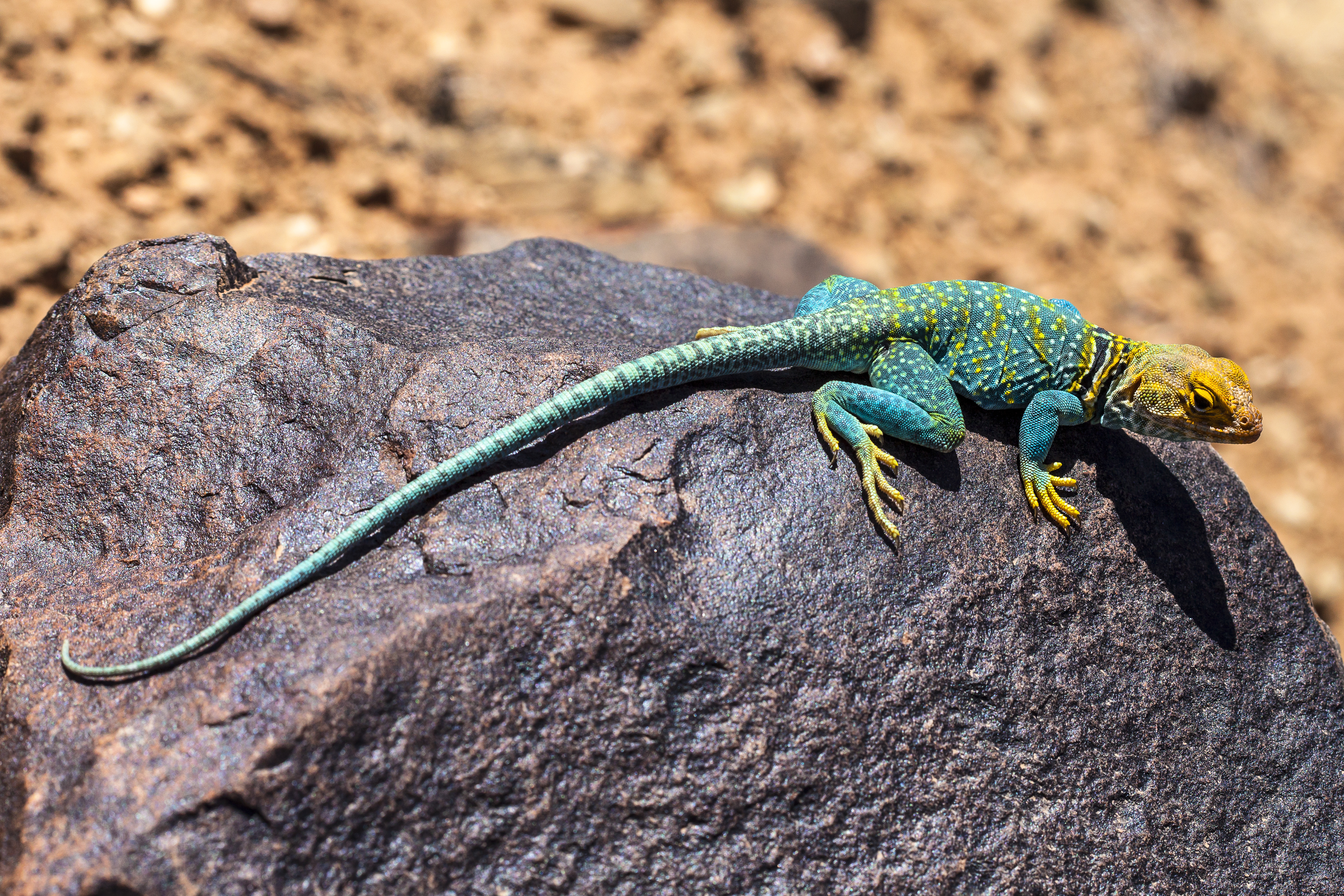 Blue and Yellow Collared Lizard Basking on a Rock by Jacob W. Frank