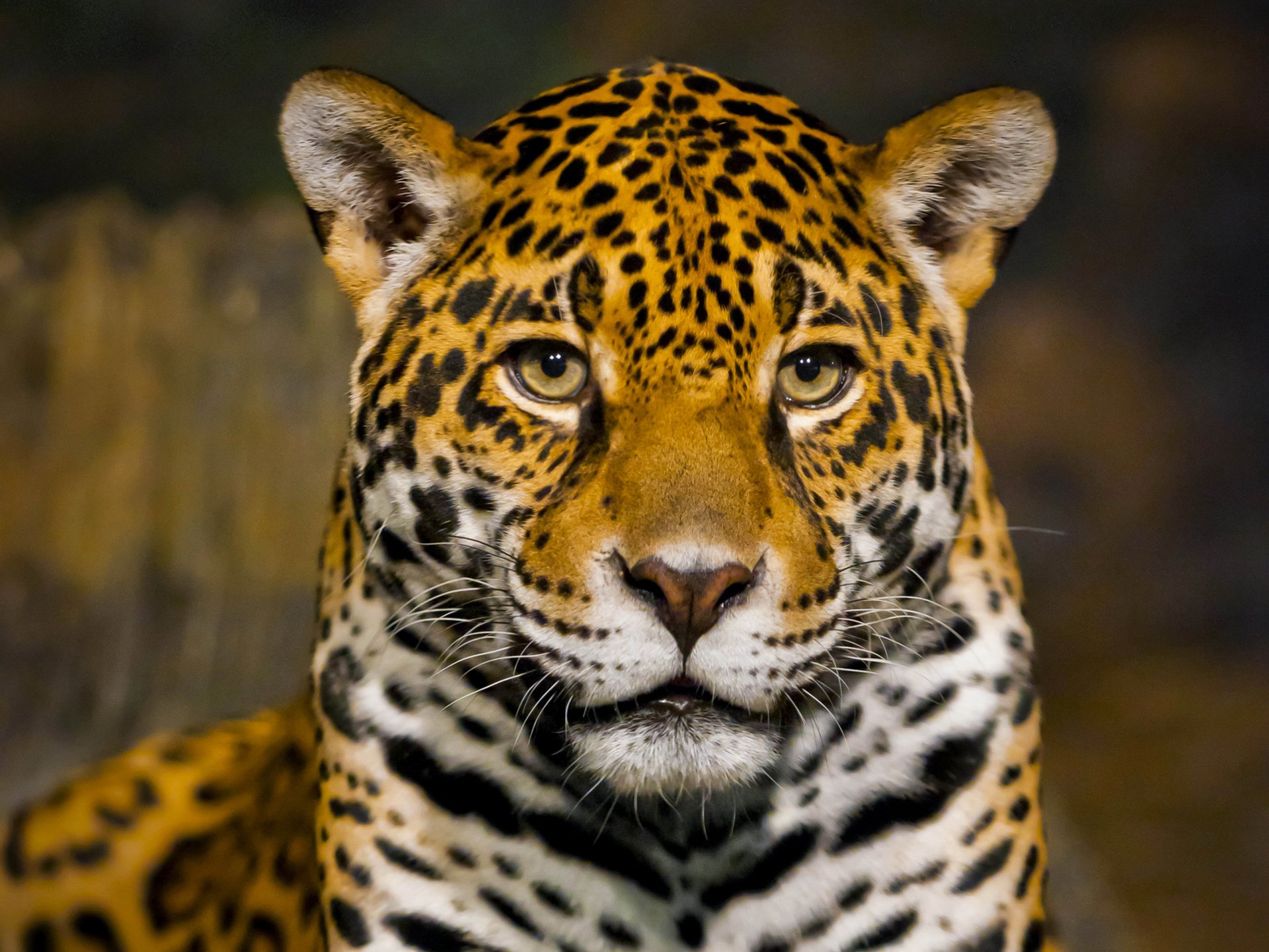 Download Stare Animal Jaguar HD Wallpaper