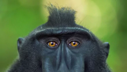 primate stare monkey macaque Animal crested black macaque HD Desktop Wallpaper | Background Image