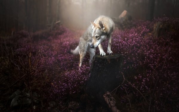 Animal Wolfdog Dogs Dog Nature Flower Fog HD Wallpaper | Background Image