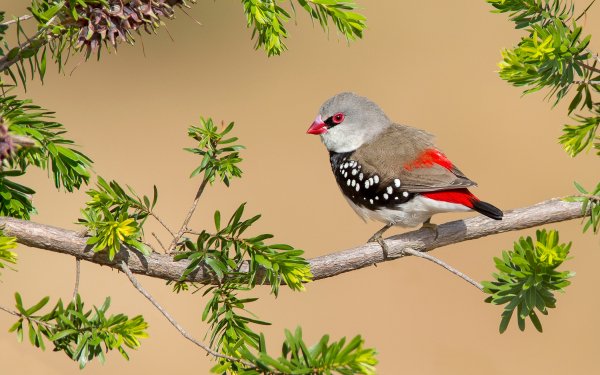 Animal Finch Birds Passerines Firetail Branch HD Wallpaper | Background Image