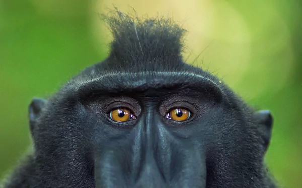 primate stare monkey macaque Animal crested black macaque HD Desktop Wallpaper | Background Image