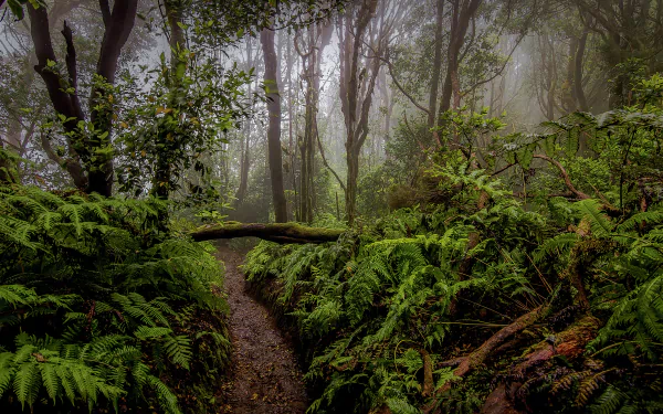 HD desktop wallpaper featuring a misty jungle path surrounded by lush ferns and tall trees. Fog adds an ethereal quality to the dense nature scene.