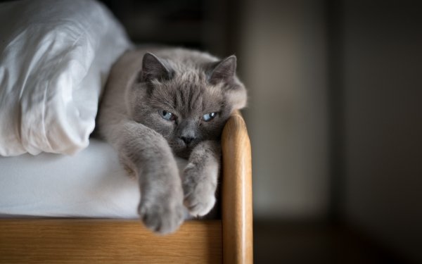 Animal Cat Cats Resting Stare HD Wallpaper | Background Image