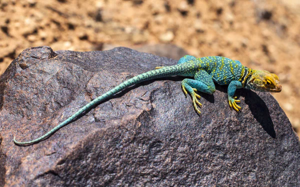  Blue and Yellow Collared Lizard Basking on a Rock by Jacob W. Frank