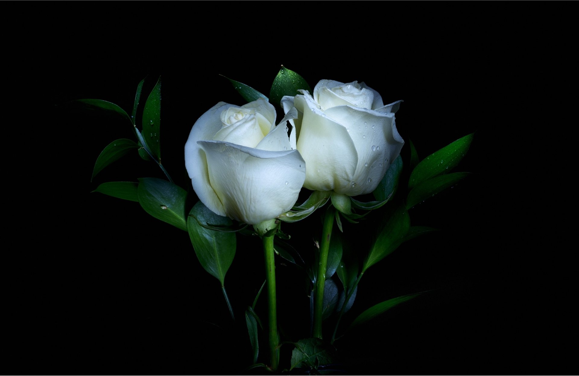 White_rose.exe