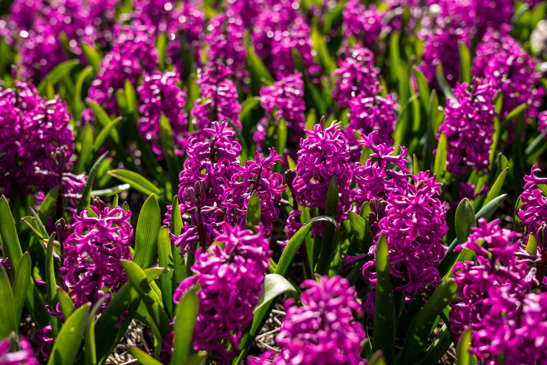 Vibrant field of purple hyacinths and green foliage — a nature scene presented as a 4K Ultra HD PC desktop wallpaper/background.