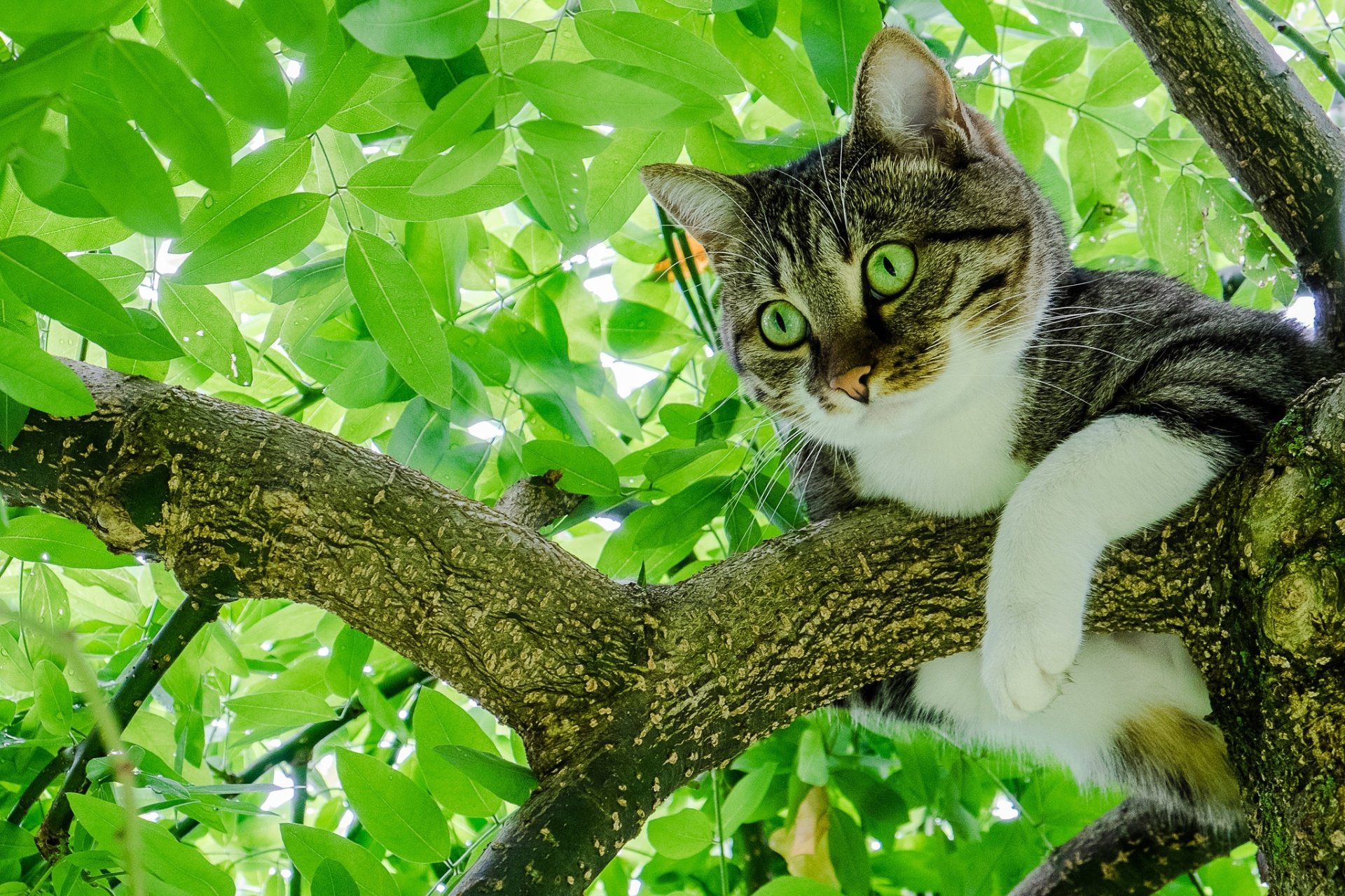 Green-eyed Cat in Tree - HD Wallpaper