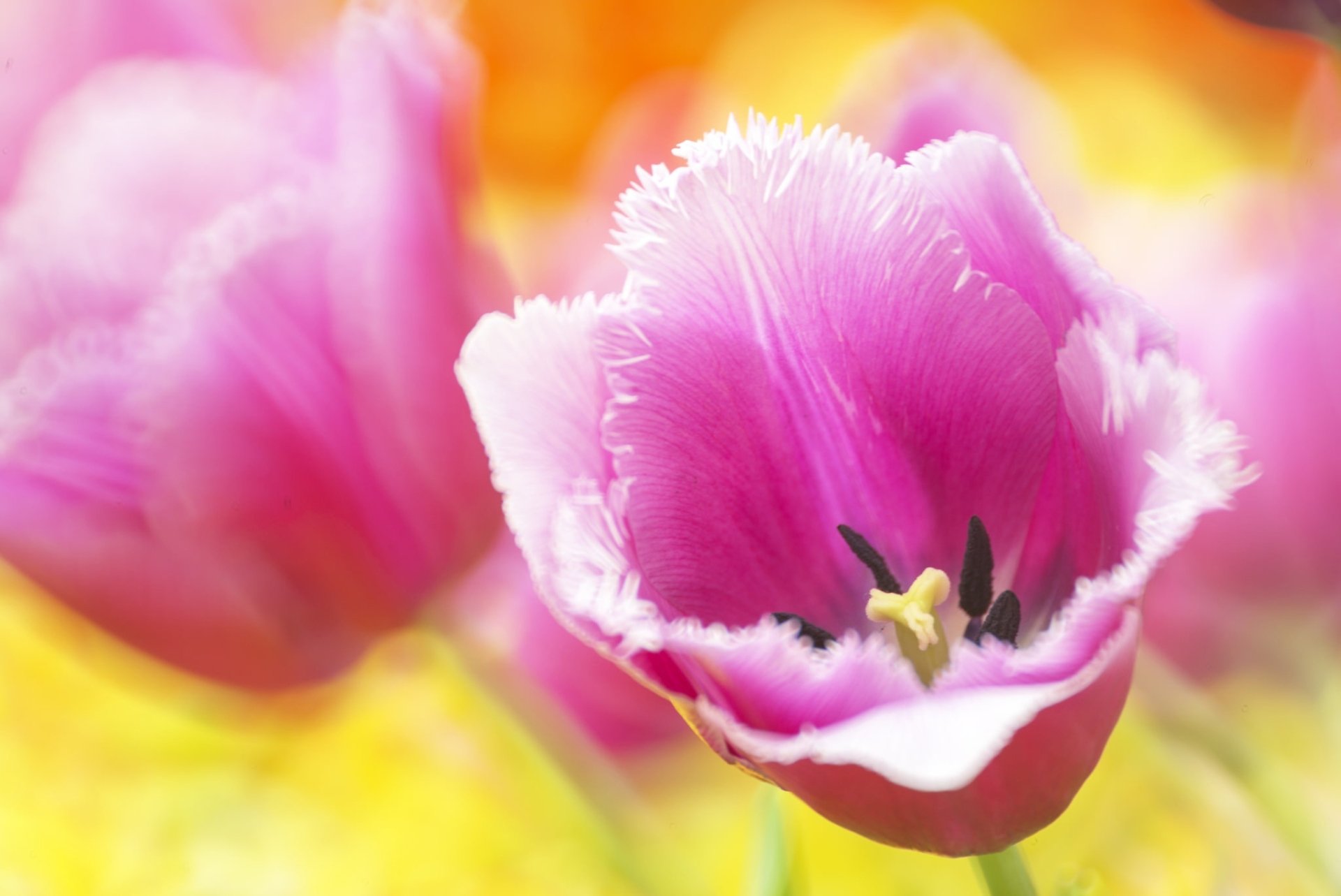 Download Macro Pink Flower Nature Flower Tulip HD Wallpaper | 2048x1368 ...