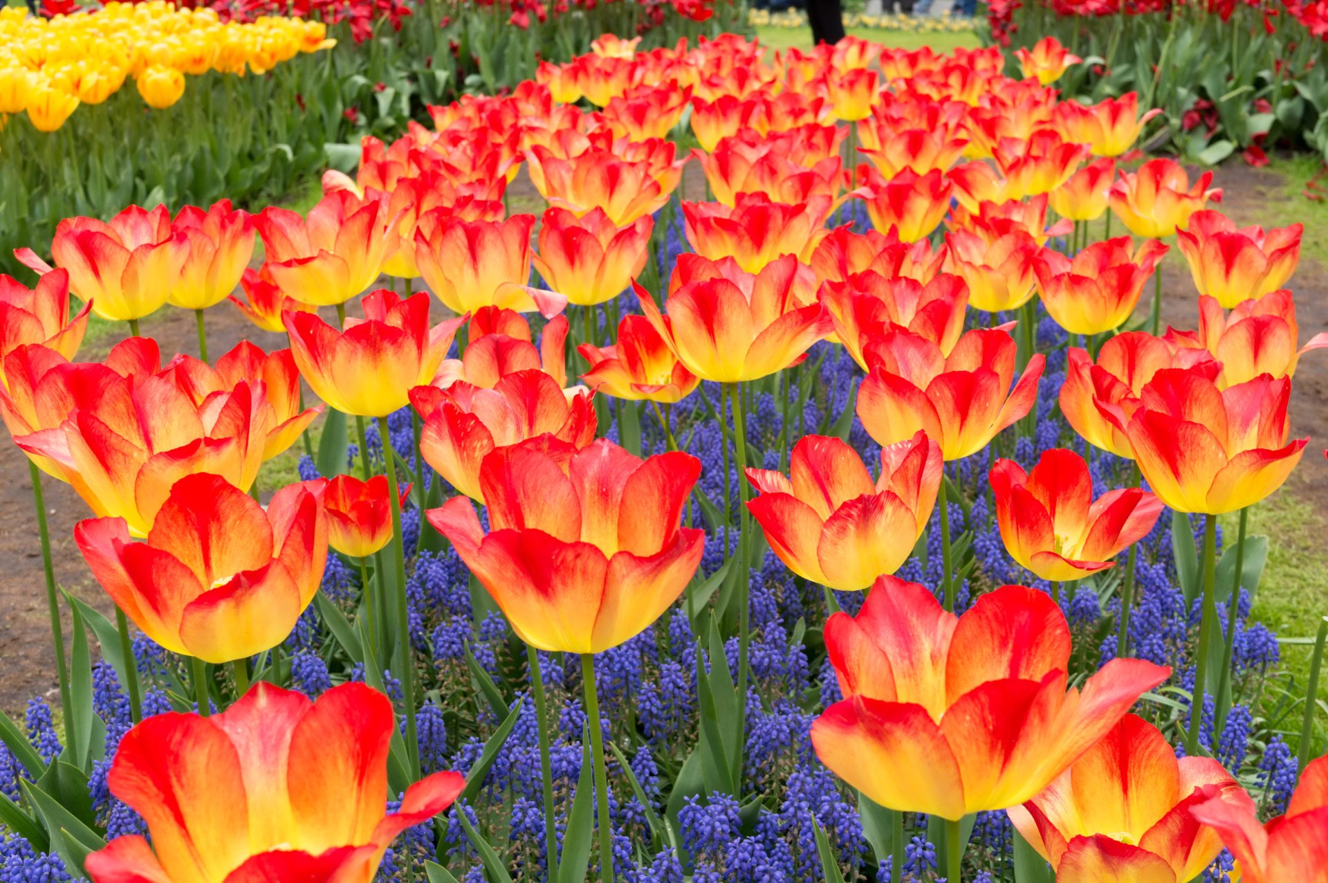 Spring Tulip Garden HD Wallpaper