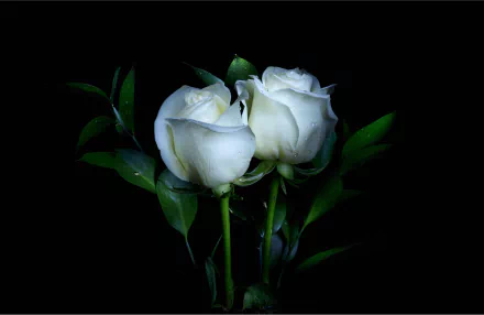  White Roses