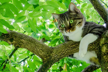 A cat with striking green eyes rests on a tree branch surrounded by lush green leaves. This high-definition image makes an engaging desktop wallpaper and background.