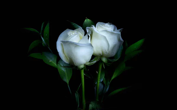 HD PC desktop wallpaper of two white roses with green leaves against a black background, a serene white flower and nature scene.