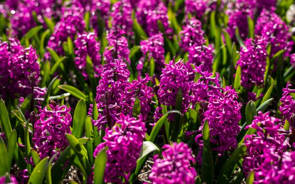 Earth Hyacinth Flowers Flower Field Purple Flower HD Wallpaper | Background Image