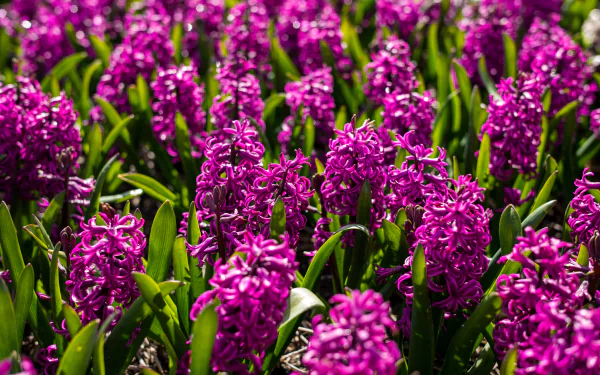 Vibrant field of purple hyacinths and green foliage — a nature scene presented as a 4K Ultra HD PC desktop wallpaper/background.