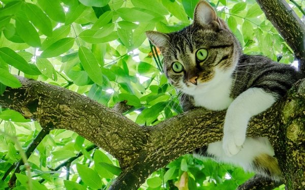 Animal Cat Green Eyes Branch Leaf HD Wallpaper | Background Image