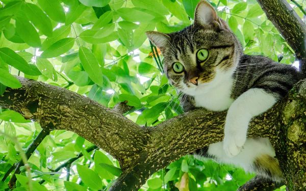 A cat with striking green eyes rests on a tree branch surrounded by lush green leaves. This high-definition image makes an engaging desktop wallpaper and background.